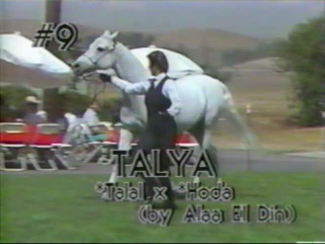 <b>Description: </b>Talya *Talal x *Hoda by Alaa El Din, Kline Arabians Open Barn Presentation 1987<br/>