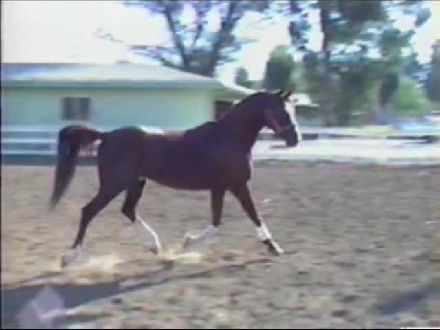 <b>Description: </b>Talahr  taken by Laura Scalzo Jacobson - owner at the time<br/>