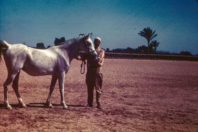 Samha (Baiyad x Bint Samiha) 1931 Hadbah Enzahiyah