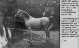 <b>Description: </b>Azrek ( Desert bred x Desert Bred) 1881 Saqlawi Jidran of the marbat of al-Dirri, bred by Shaykh Mashlab Ibn al-Dirri of the Qumusah section of the Saba'ah tribe.<br/>