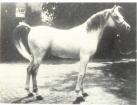<b>Description: </b>Azrek ( Desert bred x Desert Bred) 1881 Saqlawi Jidran of the marbat of al-Dirri, bred by Shaykh Mashlab Ibn al-Dirri of the Qumusah section of the Saba'ah tribe.<br/>