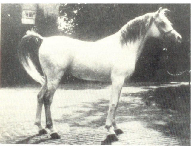Azrek ( Desert bred x Desert Bred) 1881 Saqlawi Jidran of the marbat of al-Dirri, bred by Shaykh Mashlab Ibn al-Dirri of the Qumusah section of the Saba'ah tribe.