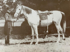<b>Description: </b>Azrek ( Desert Bred x Desert Bred) 1881 Saqlawi Jidran of the marbat of al-Dirri, bred by Shaykh Mashlab Ibn al-Dirri of the Qumusah section of the Saba'ah tribe.<br/>