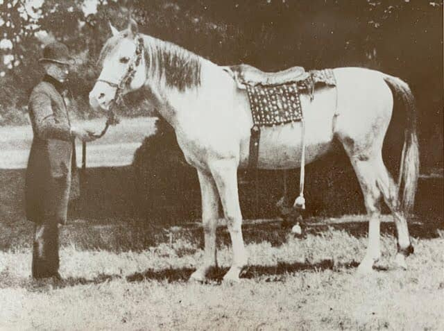 Azrek ( Desert Bred x Desert Bred) 1881 Saqlawi Jidran of the marbat of al-Dirri, bred by Shaykh Mashlab Ibn al-Dirri of the Qumusah section of the Saba'ah tribe.