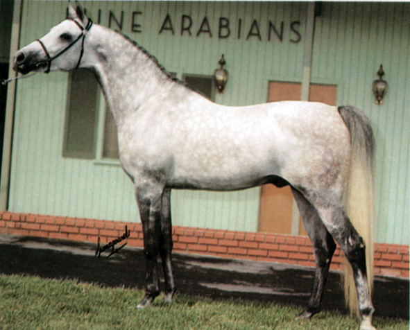 FAWZAN   Emam x Foze by Balance imported by James M. Kline 1970