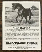 <b>Description: </b>*IBN HAFIZA Sameh x Hafiza by Hamdan Gleannloch Farms Ad<br/>