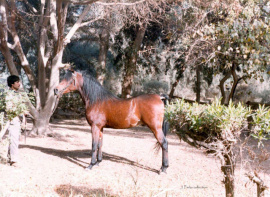 <b>Description: </b>Hafid Anter (Wahab x Basima) 1985 photo  aka Hafeed Anter<br/><b>Copyright: </b>Judi Parks collection  alabbasiyah11@gmail.com