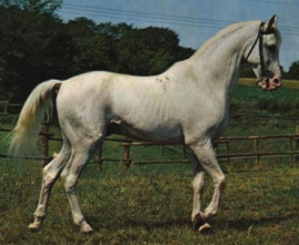 <b>Description: </b>Siglavy Bagdady VI 1949 (Siglavy Bagdady V 1939 x 250 Kuhaylan Haifi I 1941) tail female 216 Semrie Kuhaylah Umm Urkub<br/>