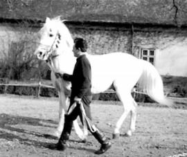 <b>Description: </b>Siglavy Bagdady VI 1949 (Siglavy Bagdady V 1939 x 250 Kuhaylan Haifi I 1941) tail female 216 Semrie Kuhaylah Umm Urkub<br/>