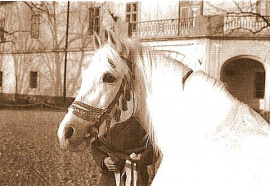 <b>Description: </b>Siglavy Bagdady VI 1949 (Siglavy Bagdady V 1939 x 250 Kuhaylan Haifi I 1941) tail female 216 Semrie Kuhaylah Umm Urkub<br/>