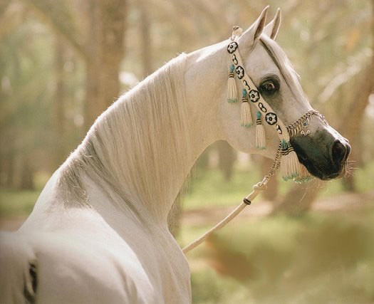 IMPERIAL MAHZEER (Imperial Madheen x Maar Bilahh by El Halimar)