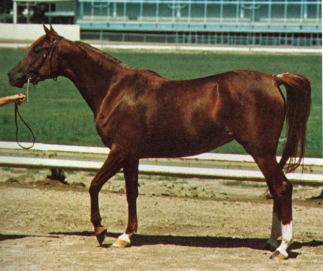 SHOOANI (*Khofo++ x *Shook by El Sareei)