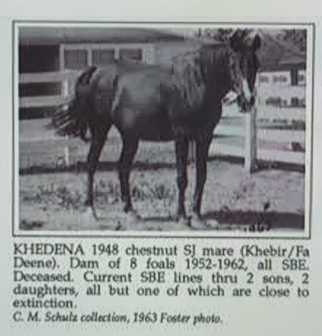 Khedena (Khebir x Fa Deene) 1948 Saqlawiyah Gidraniyah Ibn Sudan