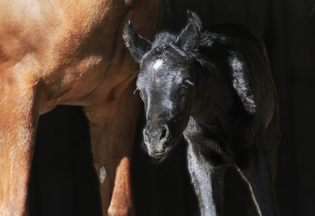 Two days old