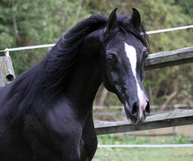 Hu El Hatal at Hughes Arabians, USA.