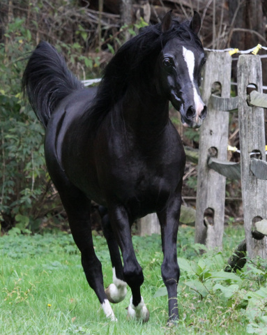 Hu El Hatal at Hughes Arabians, USA.