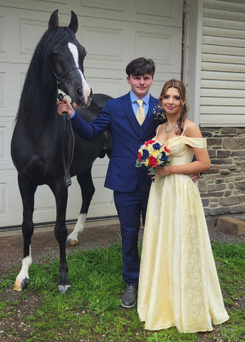 2025 photo of Hu El Hatal at Hughes Arabians, USA