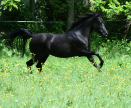 <b>Description: </b>Hu Saudera at Hughes Arabians, USA<br/><b>Copyright: </b>Photo by Audrey