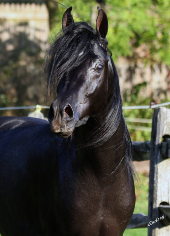 Hu Shamarr at Hughes Arabians, USA