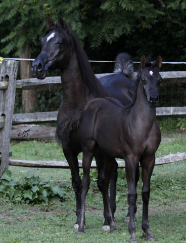 Hu Shumarr with dam Hu Sukeefa at Hughes Arabians, USA