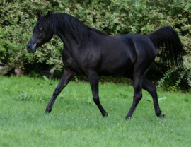 <b>Description: </b>Hu Imaana Angel at Hughes Arabians, USA<br/><b>Copyright: </b>Photo by Audrey