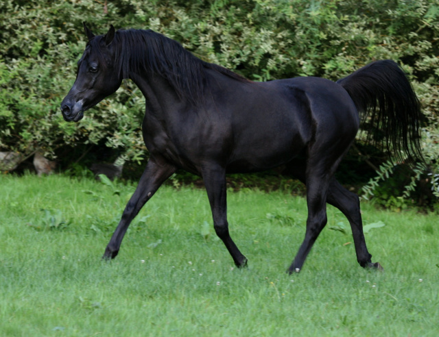 Hu Imaana Angel at Hughes Arabians, USA