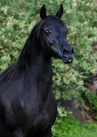 Hu Imaana Angel at Hughes Arabians, USA