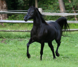 <b>Description: </b>Hu Imaana Angel at Hughes Arabians, USA<br/><b>Copyright: </b>Photo by Audrey