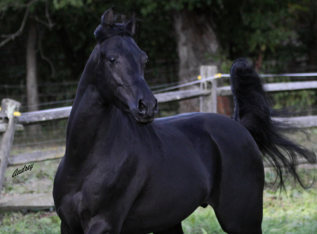 Hu Tymeer at Hughes Arabians, USA