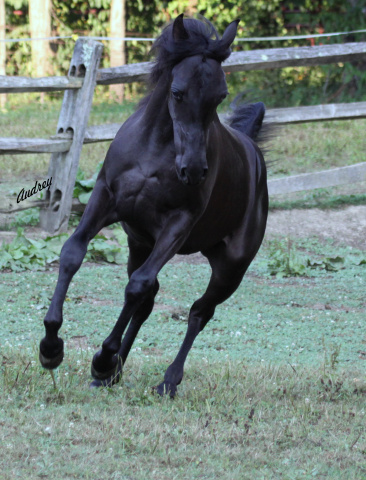Hu Tymeer at Hughes Arabians, USA