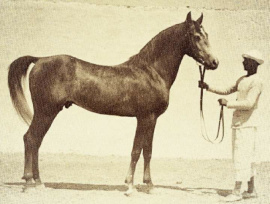 <b>Description: </b>Sheikh El Arab (Mansour x Bint Sabah) 1933 Dahman Shahwan  foundation stallion<br/>