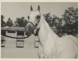 <b>Description: </b>Foze (Nazeer x Fathia) 1959 Hadbah Enzahiyah. Photo at Hamdan Stables<br/><b>Copyright: </b>Judith Forbis photo