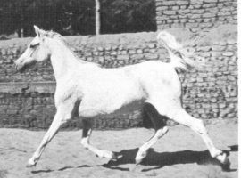 <b>Description: </b>Foze (Nazeer x Fathia) 1959 Hadbah Enzahiyah. Photo at Hamdan Stables<br/><b>Copyright: </b>Judith Forbis photo