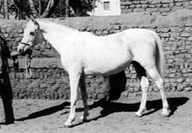<b>Description: </b>Foze (Nazeer x Fathia) 1959 Hadbah Enzahiyah. Photo in Hamdan Stables<br/><b>Copyright: </b>Judith Forbis photo