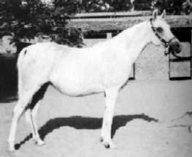 <b>Description: </b>Foze (Nazeer x Fathia) 1959 Hadbah Enzahiyah. Photo at Hamdan Stables<br/><b>Copyright: </b>Judith Forbis photo