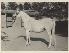<b>Description: </b>Foze (Nazeer x Fathia) 1959 Hadbah Enzahiyah. Photo at Hamdan Stables<br/><b>Copyright: </b>Judith Forbis