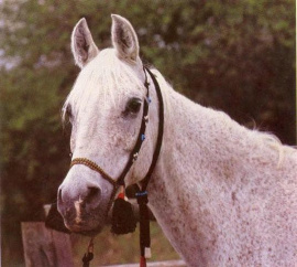 <b>Description: </b>Foze (Nazeer x Fathia) 1959 Hadbah Enzahiyah. Photo in Germany<br/>