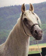 <b>Description: </b>Foze (Nazeer x Fathia) 1959 Hadbah Enzahiyah. Photo in Germany<br/>