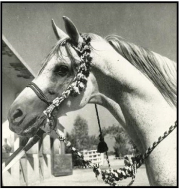 GASSIR   Kheir x Badia by Ibn Rabdan 