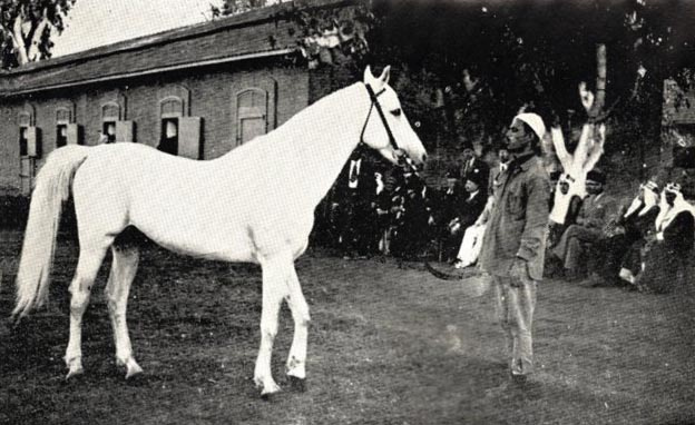 IBN MANSOUR (Mansour x Bint Rissala by Ibn Yashmak) Presented by the Royal Agricultural Society to H.M. King Abdel Aziz Aal Saud in 1939