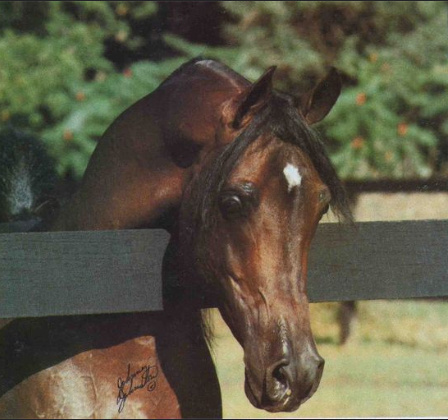 AK BAY MONIET (*Ibn Moniet El Nefous x Shallha by Shiko Ibn Sheikh)