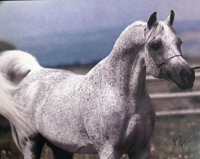 APPLE HILL AHRAH (Ansata El Nisr x Rahoney by Ibn Gulida)