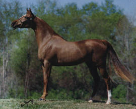 <b>Description: </b>IMPERIAL NAFILAH (Moniet El Nafis x *Malekat El Gamal by Waseem)<br/><b>Copyright: </b>Ric Young photographer