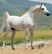 <b>Description: </b>HS HERO (Simeon Sadik x Helwa Lancer by El Hilal)<br/><b>Copyright: </b>Jeff Little Photography