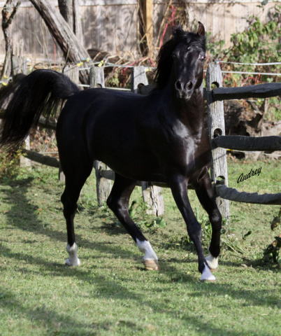 Hu Shaihadi at Hughes Arabians, USA.