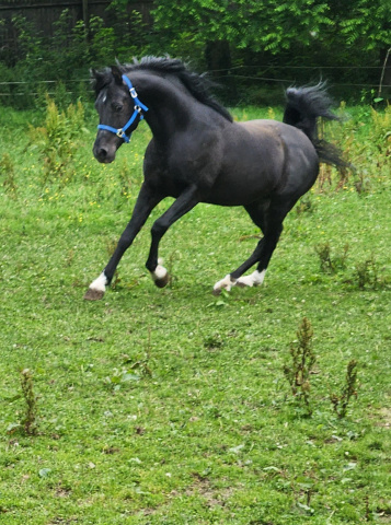 2025 amateur snapshot of Hu Shaihadi at Hughes Arabians, USA.