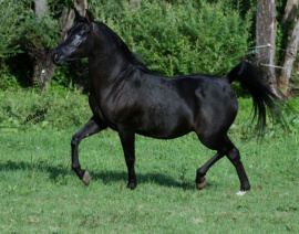 <b>Description: </b>Hu Jasmin Nlace at Hughes Arabians, USA.<br/><b>Copyright: </b>HughesArabians@roadrunner.com