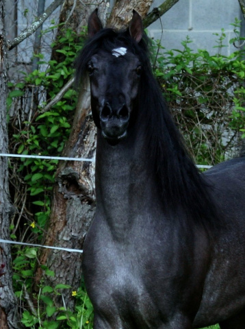 Hu Shaikh Alkeef at Hughes Arabians, USA