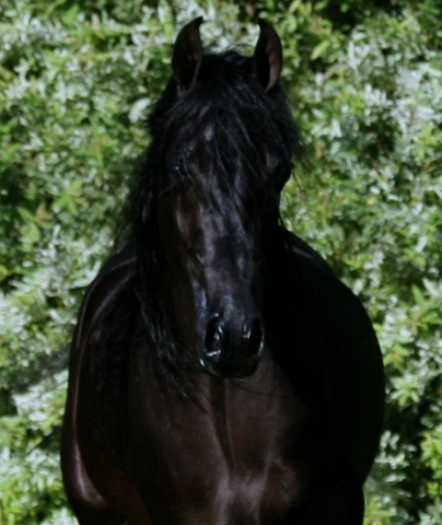 Hu Shaimaana at Hughes Arabians, USA