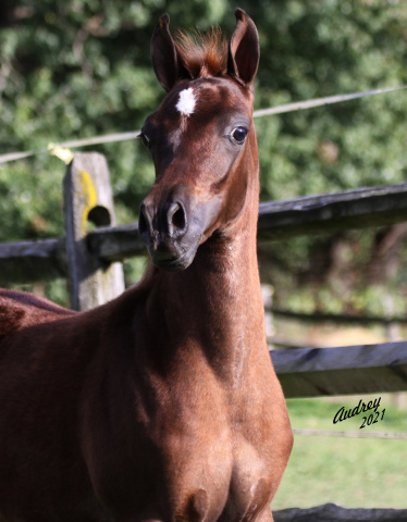 Hu Ahmar Saif at Hughes Arabians, USA